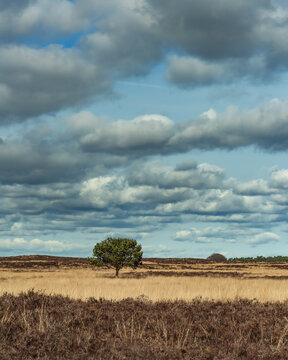 Solitary pine tree in heath landscape under a cloudy sky.