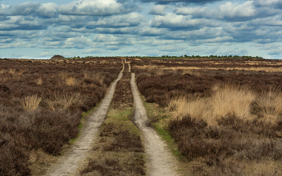 Dirt road in heath landscape under cloudy sky.