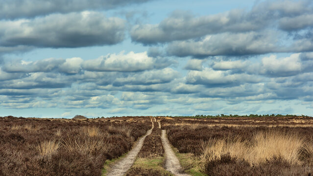 Dirt road in heath landscape under cloudy sky.