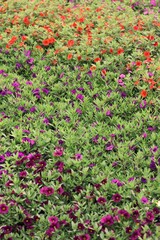 Purple flowers growing in the fields.