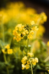 Obraz premium 初春の菜の花