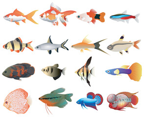 Isolated river fish. Set of freshwater aquarium cartoon fishes. varieties of ornamental popular color fish. Flat design fish. Vector illustration