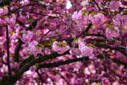 Kirschblüte - Sakura - Blätterdach