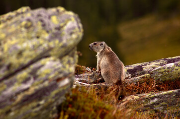 marmot in the mountains