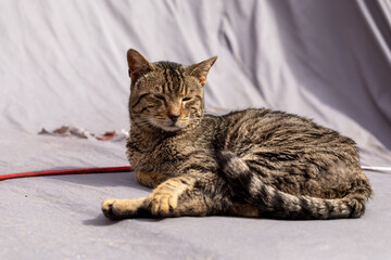 A gray cat on the hood of a car covered with an awning.