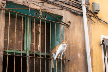 White-red cat sitting on the window bars of an old house.