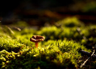 mushroom in the forest