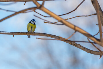Modraszka zwyczajna, sikora modra (Cyanistes caeruleus) mały żółto czarno niebieski ptak siedzący na gałęzi (1). - obrazy, fototapety, plakaty