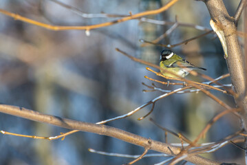 Bogatka zwyczajna, sikora bogatka (Parus major) mały żółto czarny ptak siedzący na gałęzi (4). - obrazy, fototapety, plakaty