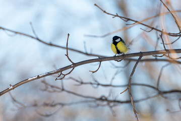 Naklejka premium Bogatka zwyczajna, sikora bogatka (Parus major) mały żółto czarny ptak siedzący na gałęzi (2).