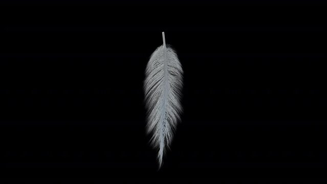 White fluffy feather spinning loop with alpha channel