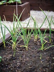 garlic bulbs sprouting in a wooden planter in soil