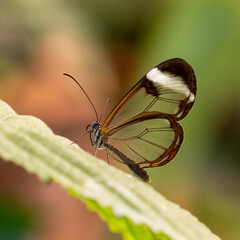 Glasflügelfalter Greta oto