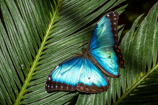Blauer Morphofalter