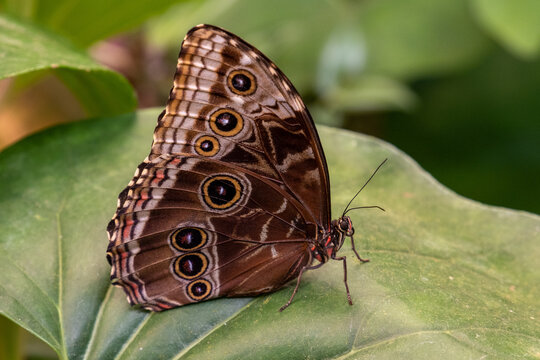 Blauer Morphofalter