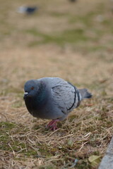 公園で啄むハト