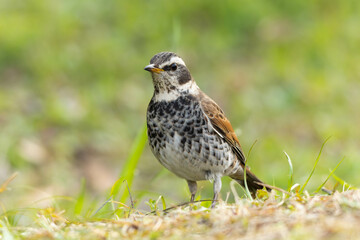 土手で休息するツグミ