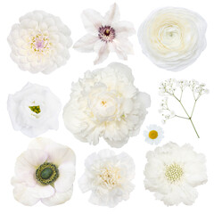 Various Selection of White Flowers Isolated on White Background. Set of peony, gypsophila,...