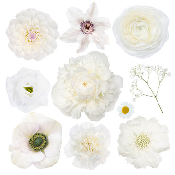 Various Selection of White Flowers Isolated on White Background. Set of peony, gypsophila, scabiosa, anemone, daisy, dianthus, dahlia, ranunculus, eustoma, clematis
