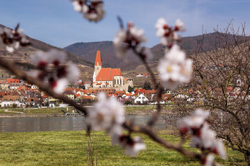 Blossoming tree against church in Weissenkirchen village with Danube river during spring time in Wachau valley (UNESCO), Austria
