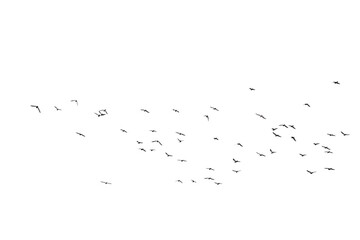 Flocks of  flying pigeons isolated on white background. Save with clipping path. 