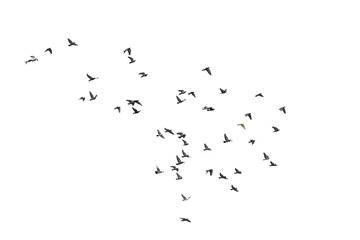 Flocks of  flying pigeons isolated on white background. Save with clipping path.  - 579360048