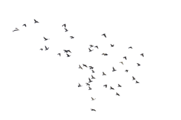 Flocks of  flying pigeons isolated on white background. Save with clipping path. 