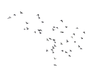 Fototapete Vogel Flocks of  flying pigeons isolated on white background. Save with clipping path.   © krsprs