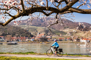 Blossoming apricot tree with biker on route against Danube river and church in Spitz village, Wachau valley, UNESCO, Austria - 579360099