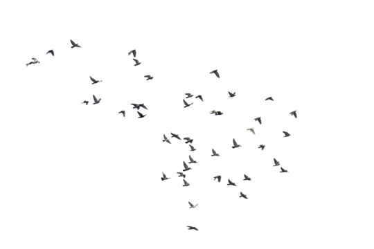 Flocks of  flying pigeons isolated on white background. Save with clipping path. 