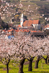 Apricot orchard against church in Spitz village in Wachau valley (UNESCO), Austria