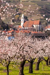 Foto op Plexiglas Apricot orchard against church in Spitz village in Wachau valley (UNESCO), Austria © Tomas Marek