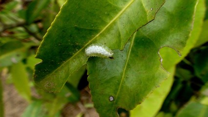 inseto lagarta lepidoptera