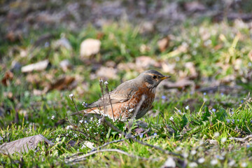 ハチジョウツグミ
