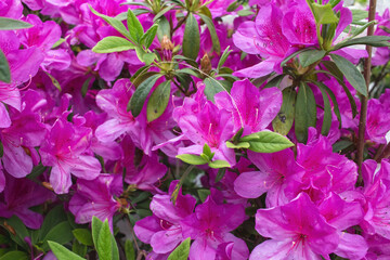 an azalea flower, in full bloom, Rhododendron