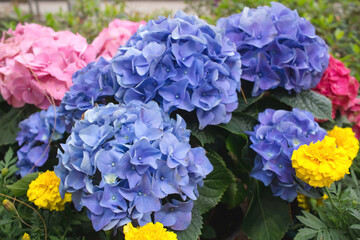 a Purple, blue and pink heads of hydrangea flowers