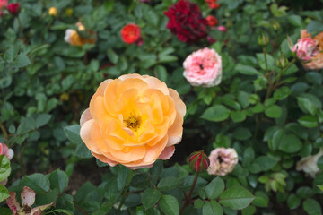 a garden rose, flower in the garden of roses.