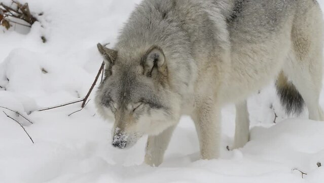 Grey Wolf In Winter