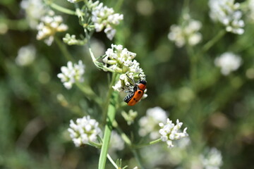 Cleridae &agrave; pois
