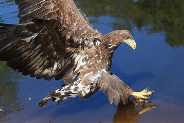 A White-tailed Eagle on the hunt is about to catch a large fish
