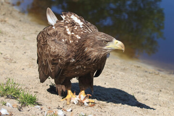 A portrait of a White-tailed Eagle eating on the river bank

