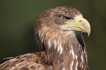 A portrait of a White-tailed Eagle against a green background
