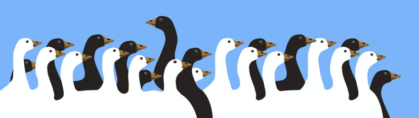 Black and white geese mingle together in this vector illustration.