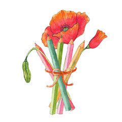 A bouquet of poppies and coloured pencils. ready-made print for a postcard . design for clothes, 