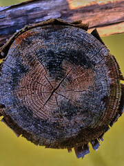 Details of old tree rings pattern as wood texture background