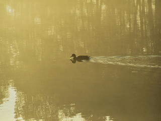 Dzika kaczka ( krzyżówka) samica płynie poprzez staw o wodzie wyzłoconej przez wschodzące...
