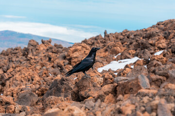 cuervo posando de forma erguida en paisaje rocoso con nieve y cielo azul a mas de 3000 metros de...