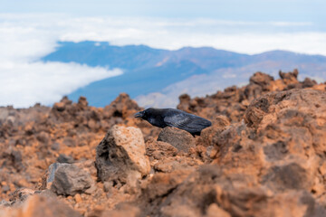 cuervo posando de forma erguida y cantando en paisaje rocoso con nieve y cielo azul a mas de 3000 metros de altura - obrazy, fototapety, plakaty