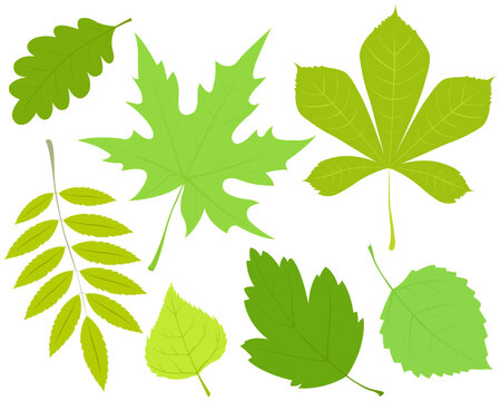 Collection of green leaves.Set of vector images of spring leaves.Illustration isolated on white background.