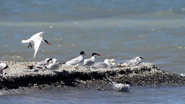 Common Terns on Shoreline